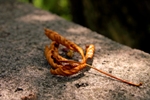 Serenadenabend_2007_0003